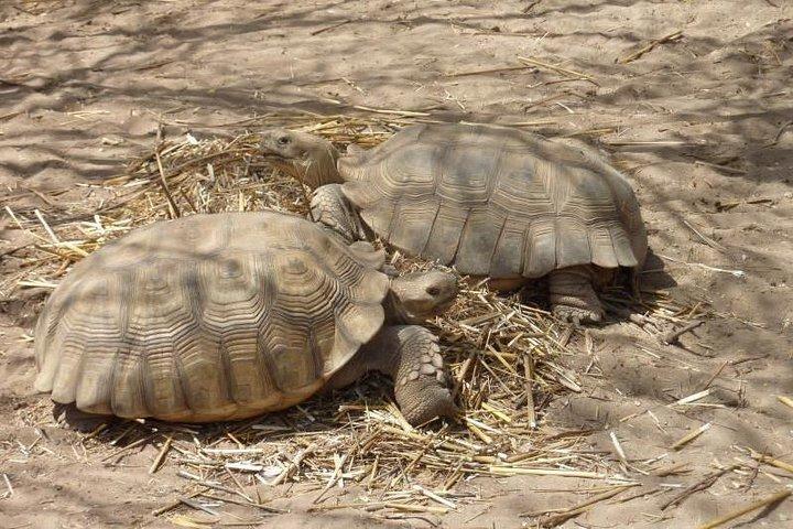 Lac Rose and Noflaye Tortoise Park