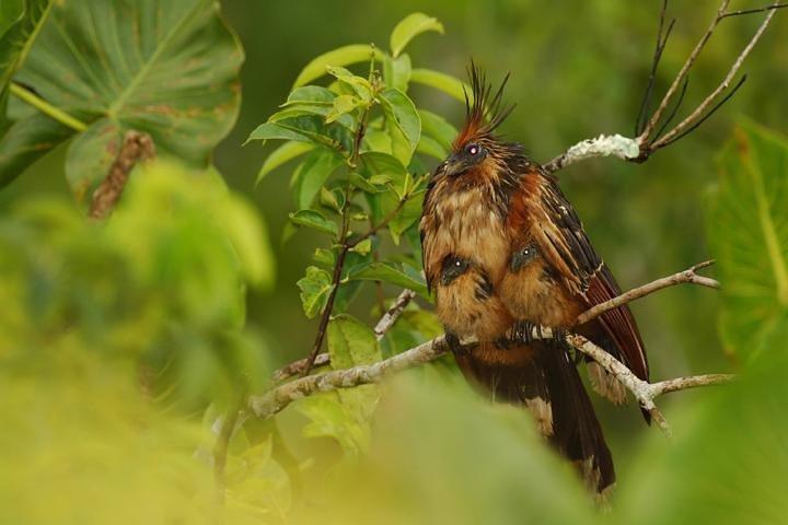 Private Mindo Cloud Forest Tour from Quito