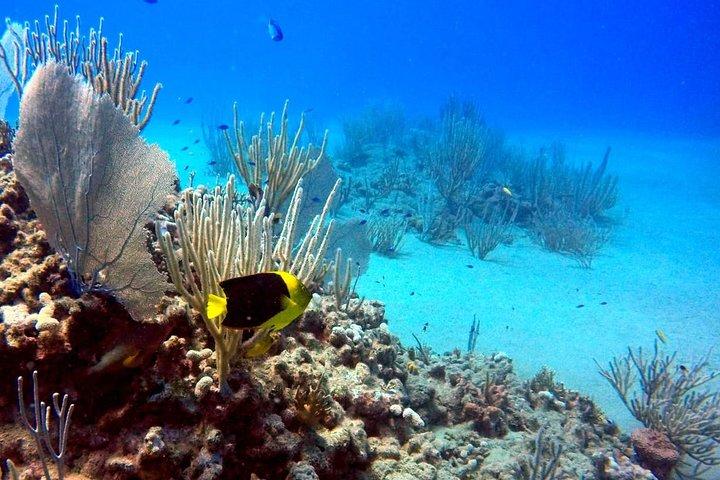 Shared 2 hours Sosúa Bay Snorkeling with Professional Guide