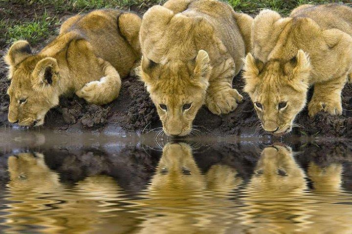 3-days safari in Tarangire, Lake Natron and Ngorongoro Crater