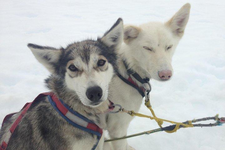 Helicopter To a Dogsledding Experience