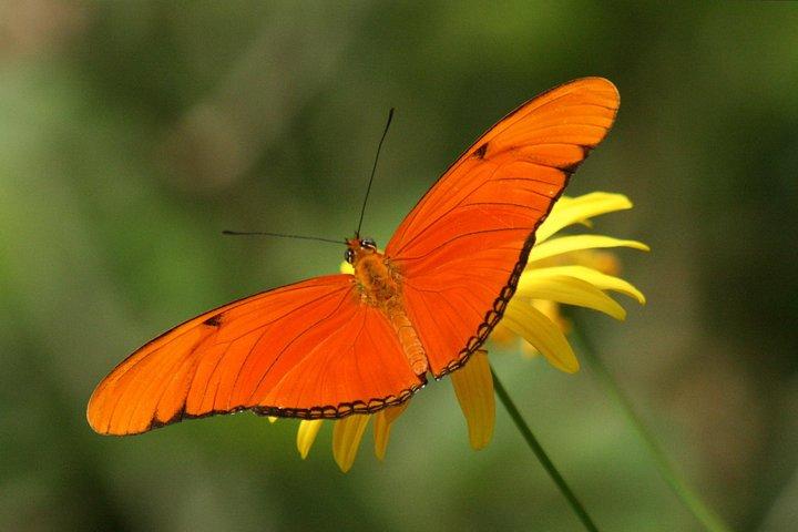 Full Day to Selvatura Monteverde Cloud Forest from Guanacaste