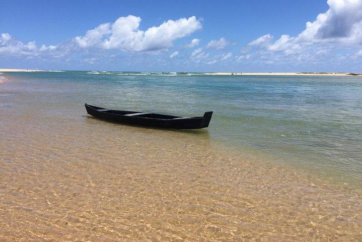 From Salvador to Praia do Forte Day trip get to know the coconut coast