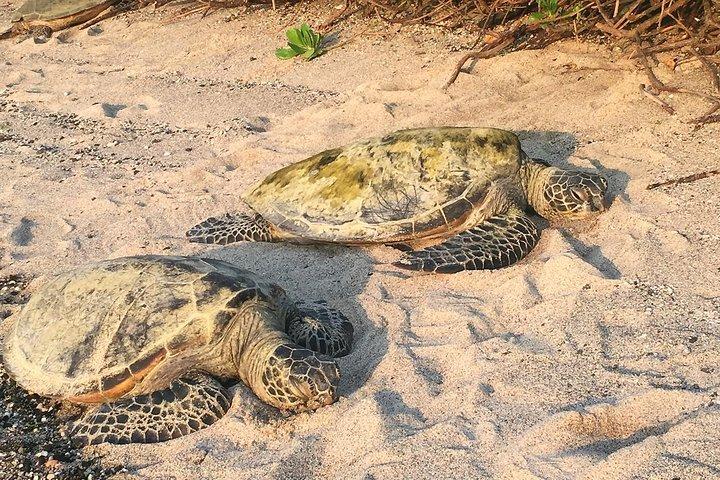Kona Shore Excursion: Sea Turtles, Historic Kona & Coffee