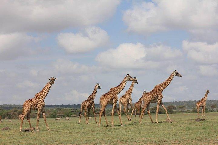 4 Days budget Camping Safari to see great Migration