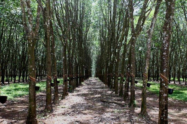 Shore Excursions Tea Plantation from Colombo Port Passenger Jetty