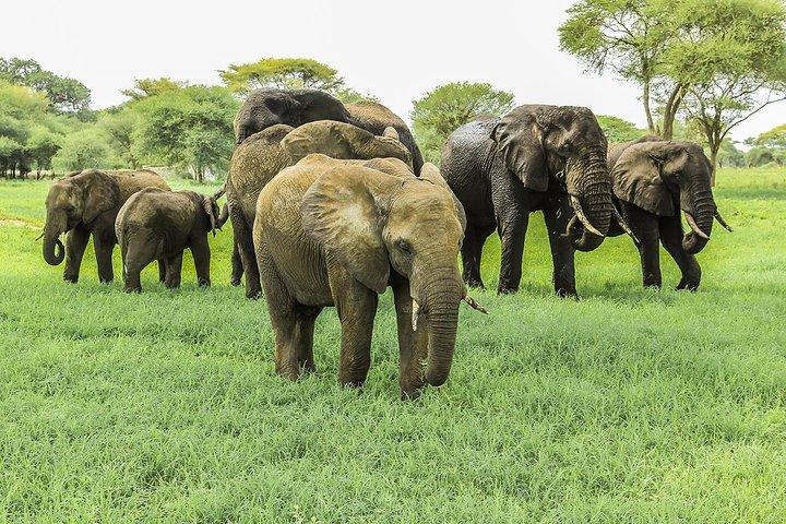 Tarangire National Park Guided Day Tour From Arusha