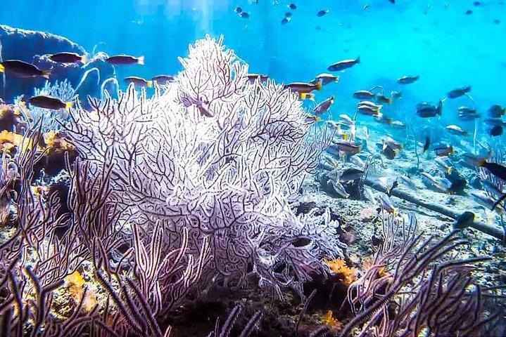 Phi Phi Tour from Krabi , Small Group only 12 Guests, Full Day