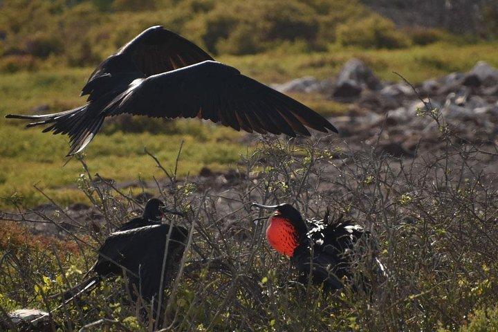 Seymour North Island & Las Bachas Full-Day Tour