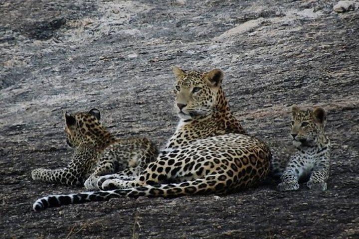 Private Day Tour Of Kumbhalgarh Fort & Wildlife Sanctuary From Udaipur