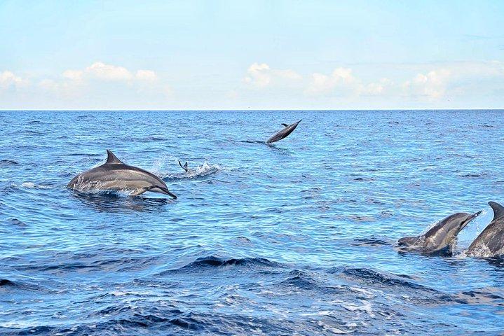 Mauritius Wild Dolphin Swim (Private or Group) w Pickup & Dropoff