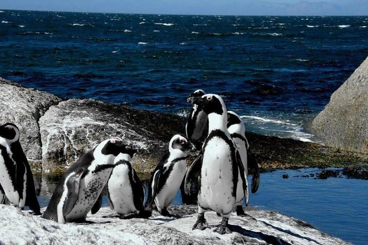 Best Cape Town Private Tour - Cape Peninsula Penguin Full Day