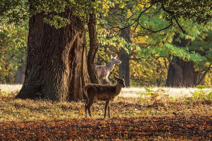 Windsor Day Trip from London with a Local: Private & 100% Personalized