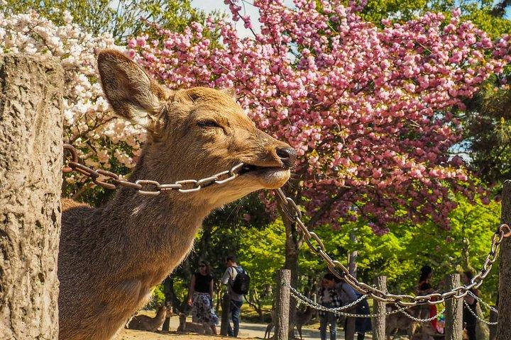 Osaka to Nara Day Trip with a Local – Private & Personalized