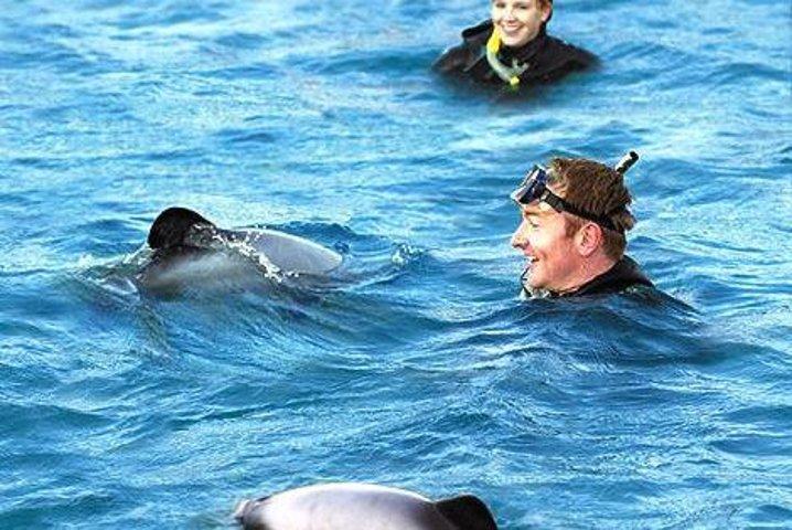 Akaroa Swim with Dolphins Tour from Christchurch