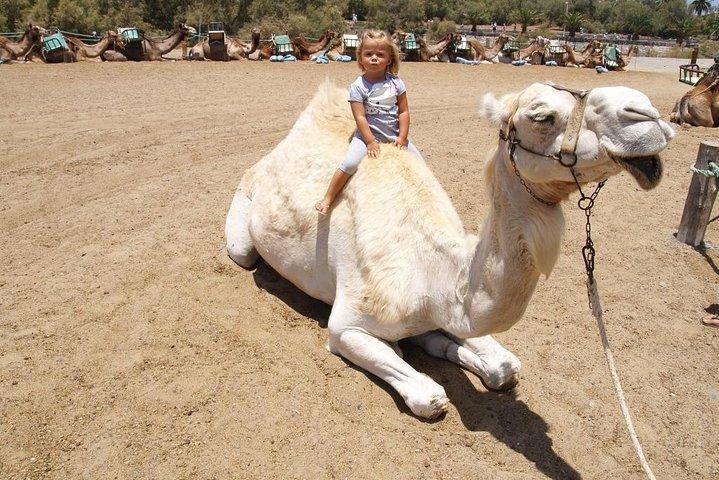 Camel Riding in Maspalomas Dunes