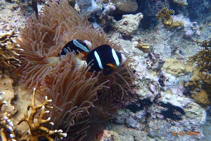 Amazing Snorkeling at Mun Island ( Group Tour )