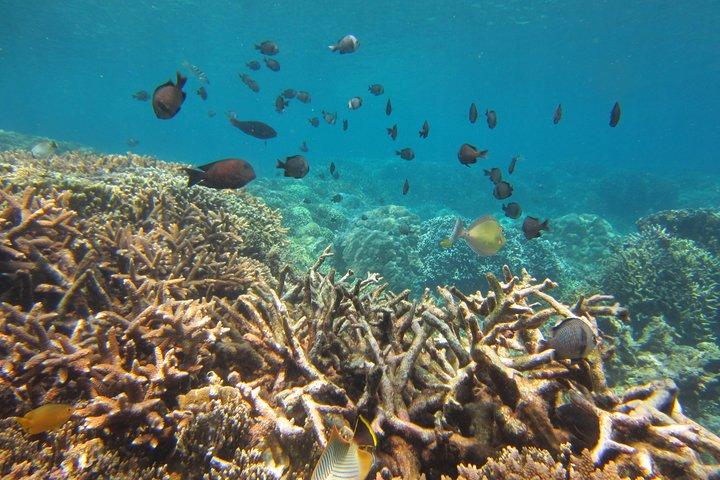Amazing Snorkeling at Mun Island ( Group Tour )