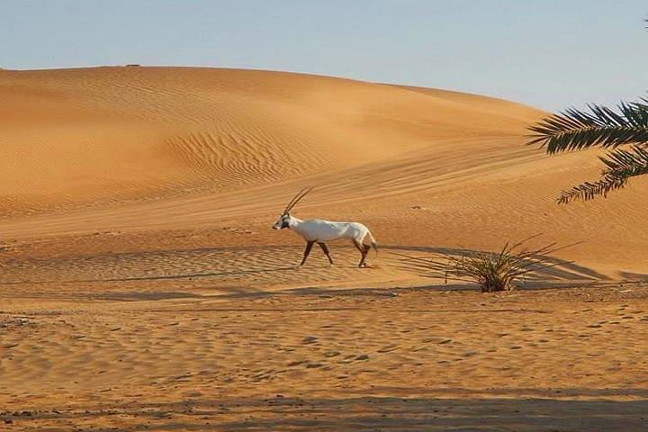 Dubai Desert Safari With BBQ Dinner, Camel Ride, Belly Dancing and sandboarding