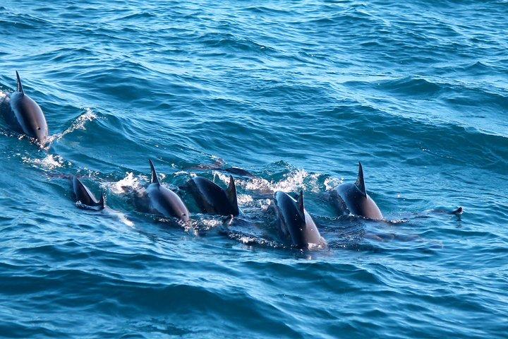 Whale Watching Day Trip to Mirissa From Colombo Or Negombo