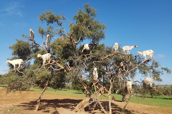 Private Day Trip from Marrakech to Essaouira City