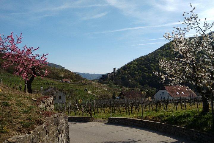 3-Hour Private Hiking Tour to historic places around Spitz in Wachau Valley