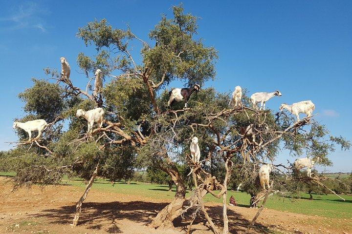 Full-Day Tour to Essaouira - The Ancient Mogador City from Marrakech