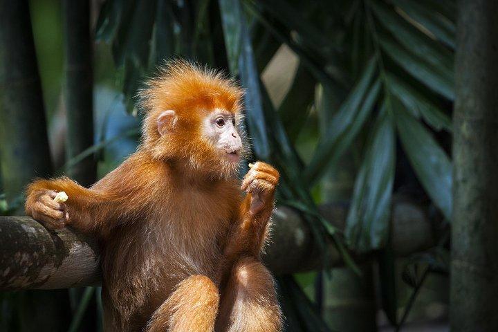 Silver Leaf Monkeys and Firefly Tour with Boat Ride and Seafood Dinner