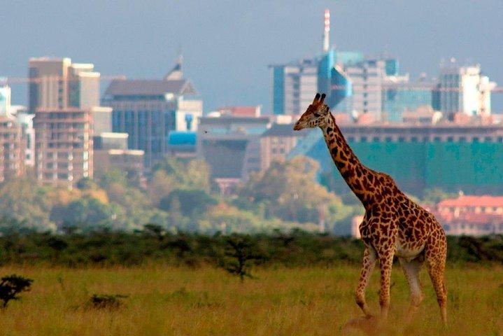 Early Morning Game Drive In Nairobi National Park