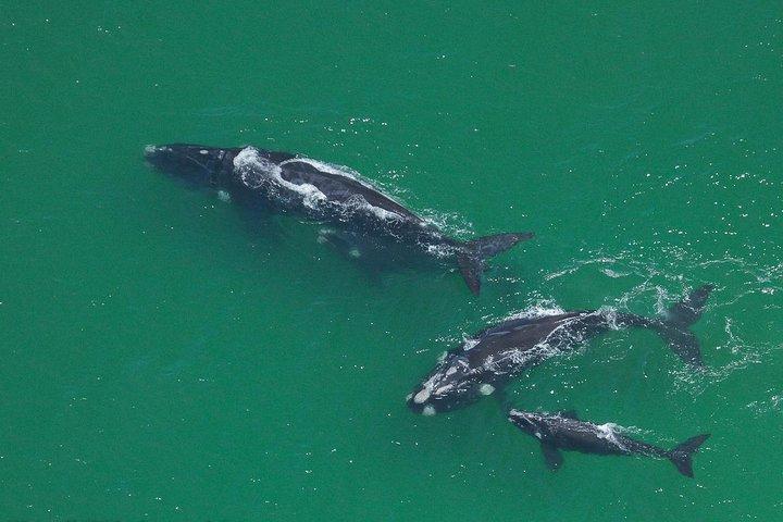 Marine Big 5 Safari full day trip from Cape Town