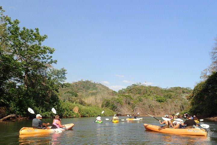 Wildlife and Mangrove Kayaking Tour Río Ora