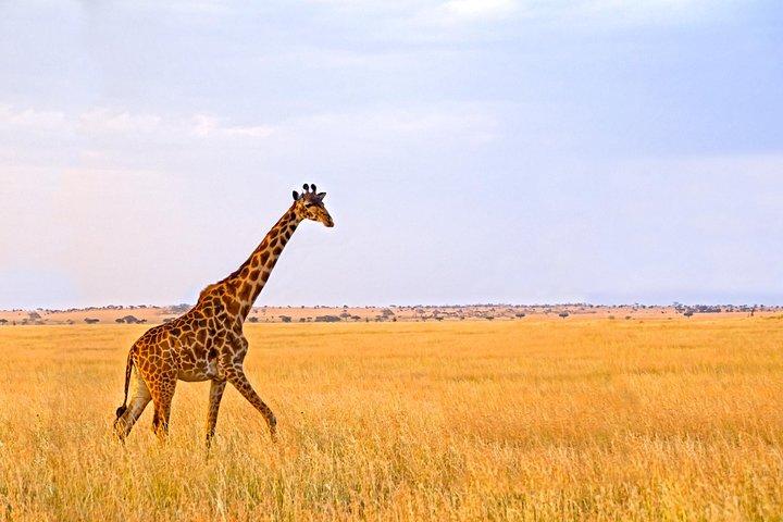 Arusha National Park Private Safari
