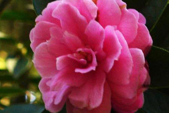 Private Tour: Stone Forest and Flower Birds Market with Lunch