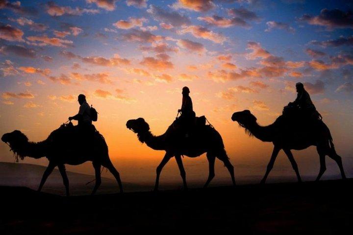 Sunset Camel Ride in the Palm Grove of Marrakech