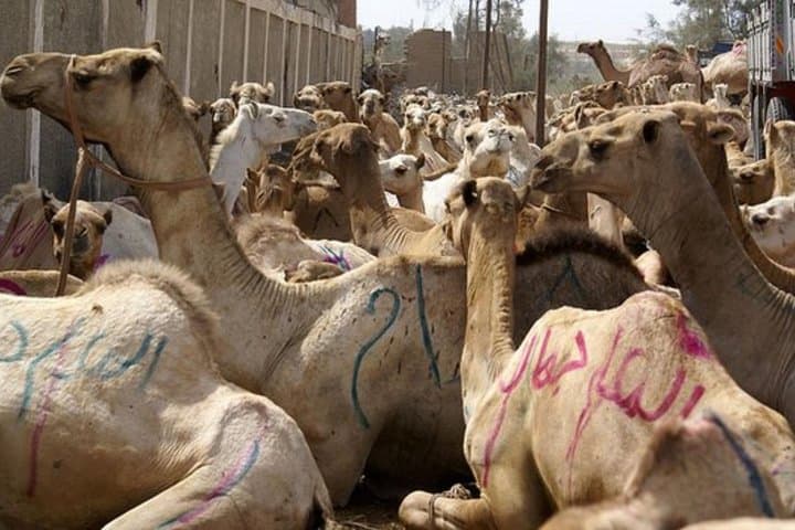 Unusual Tour To The Camel Market Of Birqash