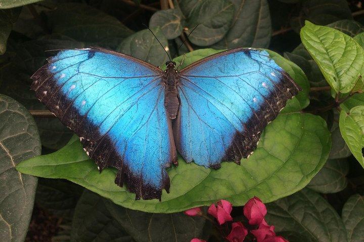 Mindo Cloud Forest (PRIVATE Day Trip from Quito)