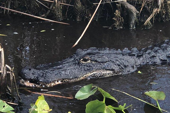 1.5 Hr Guided Private Everglades Airboat Tour, Fort Lauderdale