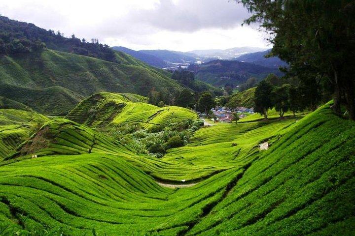 Private Cameron Highlands with Batu Caves from Kuala Lumpur