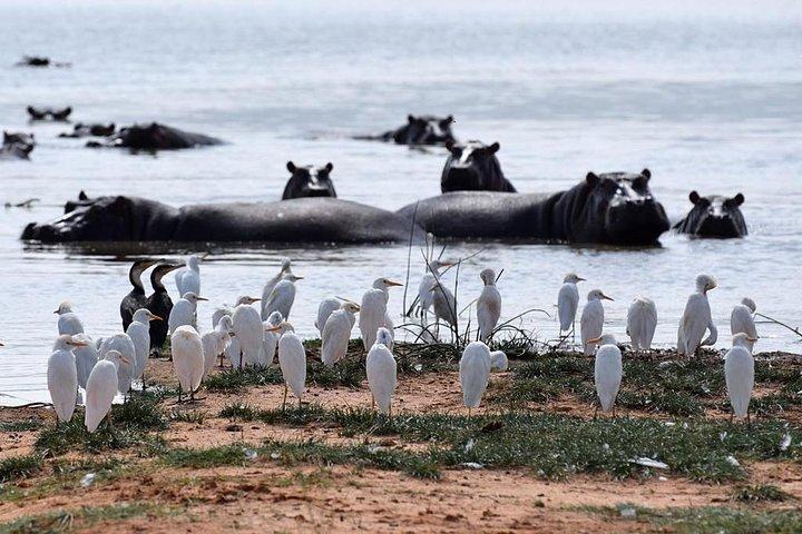 Private Hell's Gate, Lake Naivasha, Lake Nakuru and Masai Mara 5-Day Safari