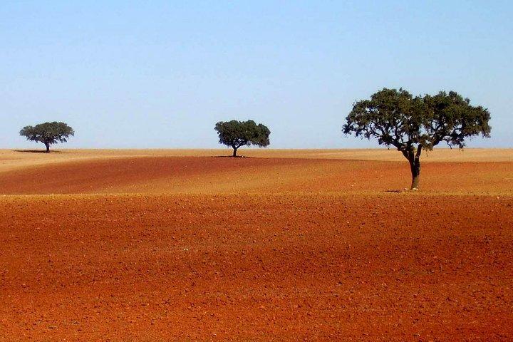 Evora & Alentejo Wines: A Journey Through History and Flavors