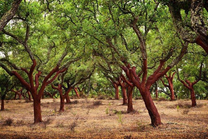 Evora & Alentejo Wines: A Journey Through History and Flavors