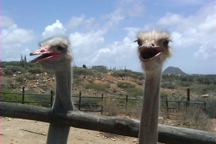 Half-Day Aruba Animal Sanctuary Guided Tour