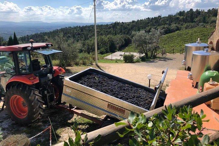 Exclusive Private Tuscany Wine Tour & Food Pairing Session