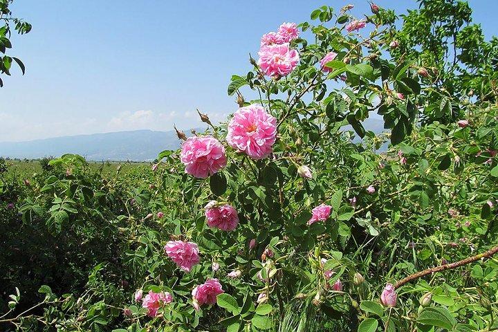 Kazanlak-Rose Valley-Valley of the Thracian Kings - private tour from Plovdiv