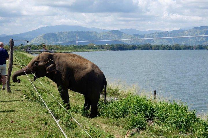 Day Trip to Udawalawe From Colombo (Transfer only)