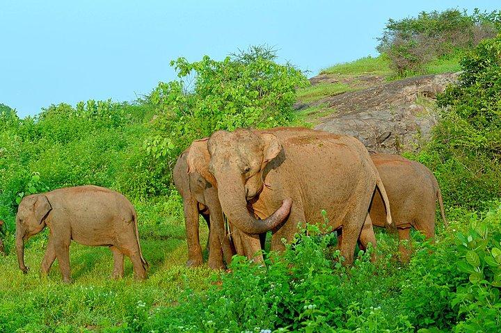 Wild Safari Udawalawe from Mount Lavinia