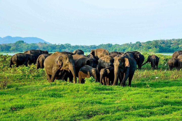 Minneriya national park safari with jeep From Colombo