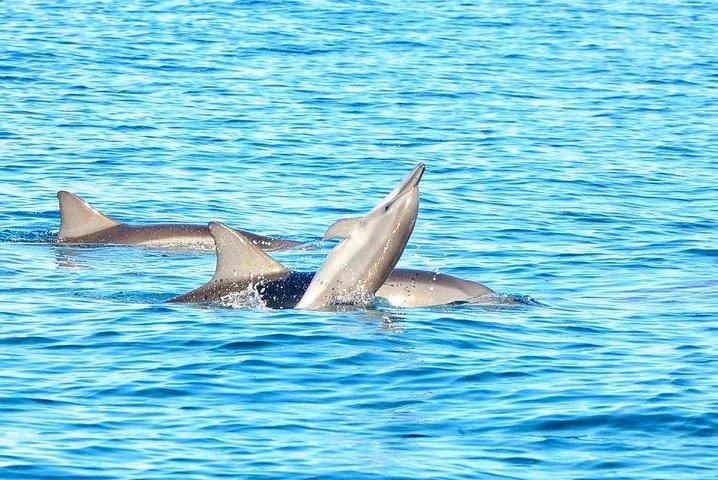 Mauritius Wild Dolphin Swim (Private or Group) w Pickup & Dropoff