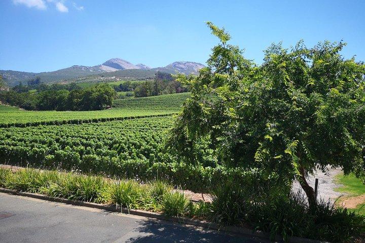 Private Stellenbosch, Franschhoek Paarl Wine Tour from Cape Town