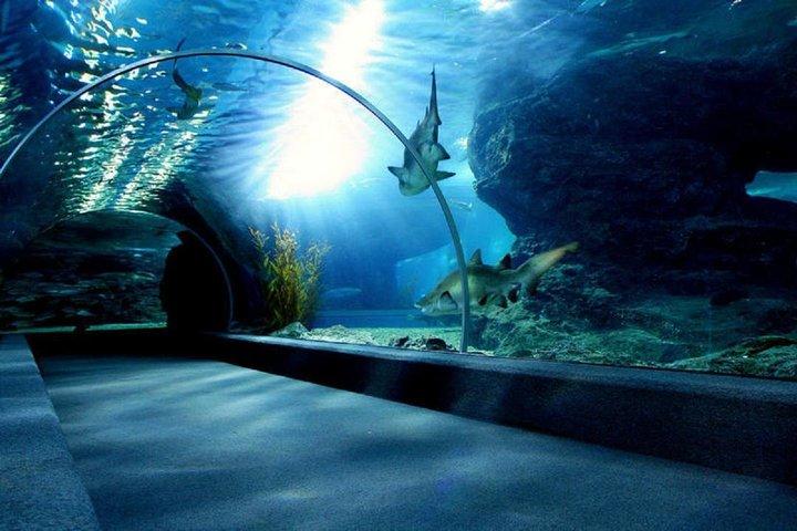SEA LIFE Bangkok Ocean World Admission with Private Transfer